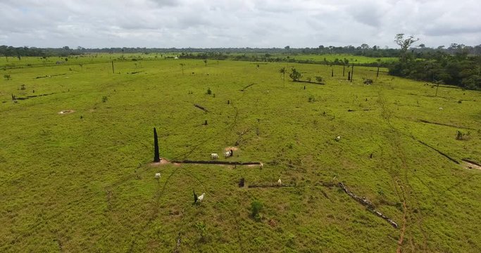 Farmland with Burned Dead Trees, Green Grass, and Thin Cows in Pando, Bolivia