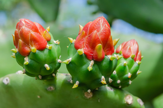 New Opuntia Cactus Flowers
