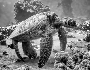 Black and White Sea Turtle Close Up at Cleaning Station Underwater