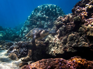 Sea Turtle Swims Past Lush Coral Reef Underwater in Blue Sea