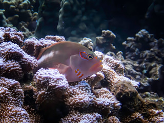 Neon Markings on Blenny Fish Close Up on Coral