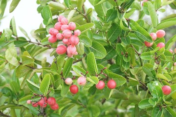 Bengal Currants fruit