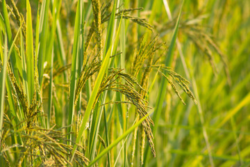 green ears of wheat in the field