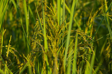 grass on green background