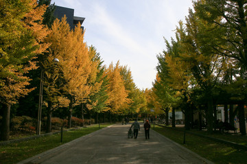 イチョウ並木の散歩道