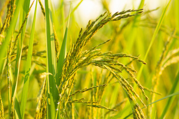 ears of wheat in field