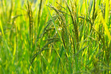 close up rice field in the agricultural garden Thailand