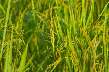 green grass in the wind