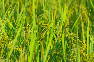 grass with water drops of dew