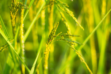 close up rice field in the agricultural garden Thailand