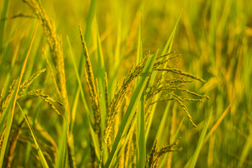 close up rice field in the agricultural garden Thailand