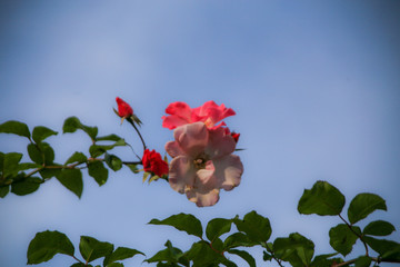 薔薇と青空