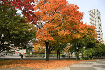 紅葉の公園