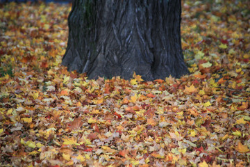 落ち葉と木