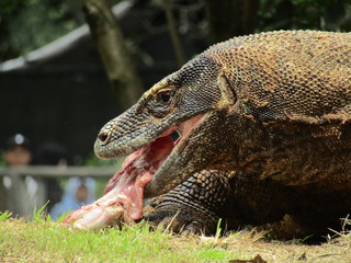 Food Chain of Komodo