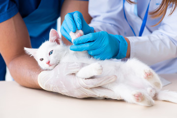 Two young vet doctors examining sick cat