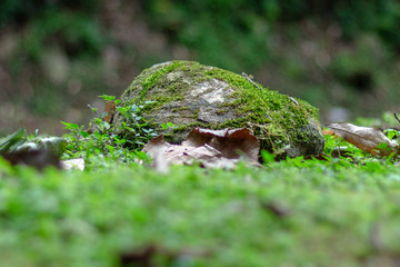 drops on green leaf