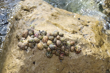 snails on rocks in the florida Keys