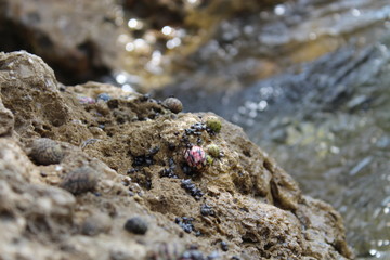 snails on rocks in the florida Keys