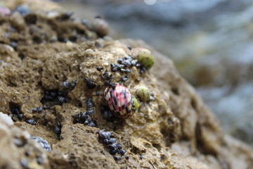 snails on rocks in the florida Keys