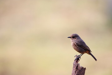 bird on branch