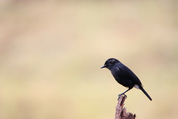 Obraz premium bird on branch