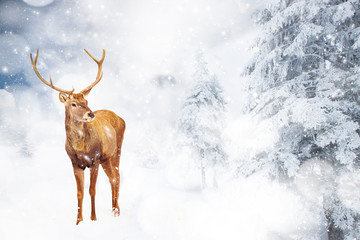 magical Christmas card with oble deermale in fairy tale winter landscape
