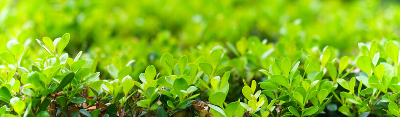 Fototapeta na wymiar panorama view of boxwood tree green leaf on green color bokeh background 