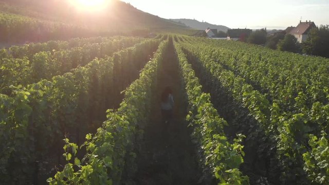 Aerial of young girl walking through vineyard into the sunset, France