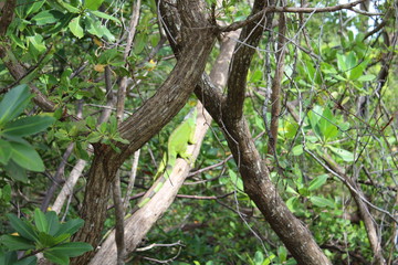 Fototapeta premium green iguana in Miami Beach