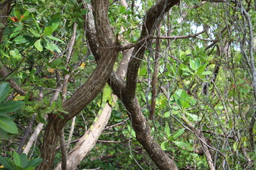 green iguana in Miami Beach