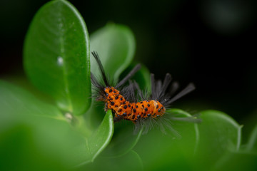 Fototapeta premium Exotic Orange Caterpillar