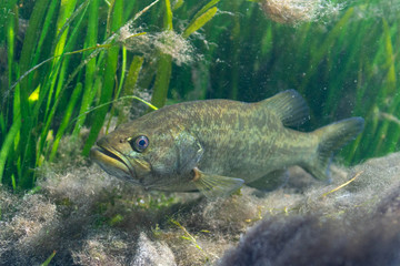 Fototapeta A large Largemouth Bass (Micropterus salmoides) waits for prey to ambush near the bottom of a central Florida spring.  Largemouth Bass are aggressive predators belonging to the Sunfish family. obraz