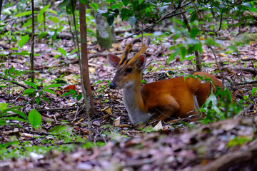 A deer sitting in the forest for rest in Thailand.Blurred soft. 