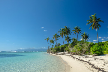 Plage de sable fin et cocotiers, Guadeloupe, France
