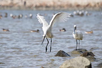 Black-faced Spoonbill at waterland in shenzhen,china.