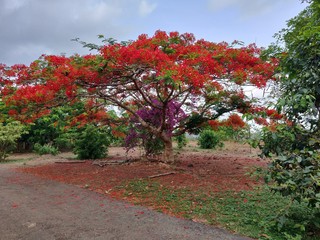 Gul mohar in full bloom