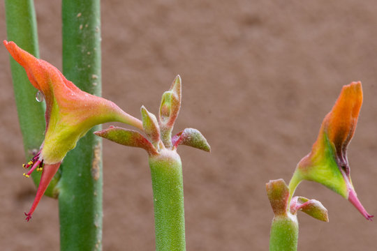 Pedilanthus Flower - Double