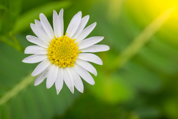 Obraz premium Little white daisy flower with green bokeh