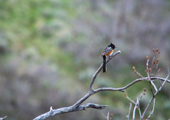 spotted towhee in rock canyon Utah on a branch in spring