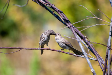 finches feeding each other in a forest in summer