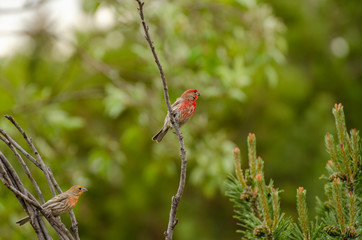 house finch in a green forest in Idaho in the spring