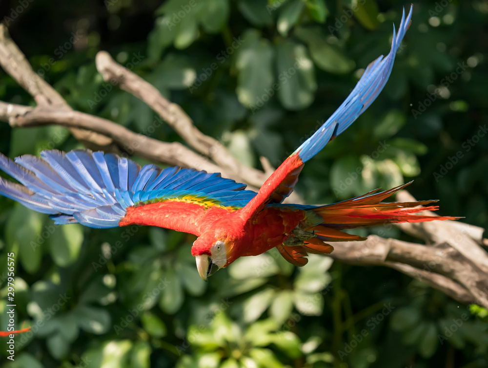 Canvas Prints colourful parrots bird flying in nature