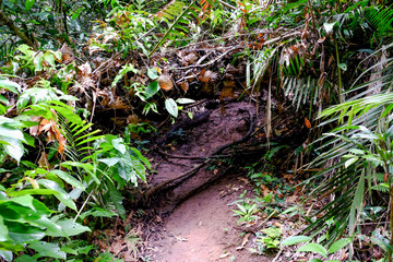 Green leaves rolled on tree stump.