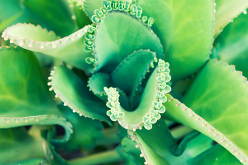 green succulents or cactus succulents in garden