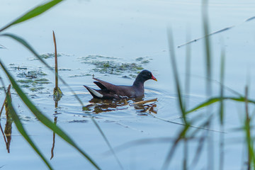 lake bird wild life