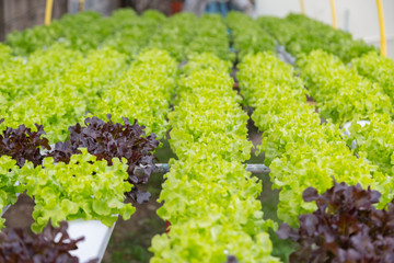 Organic hydroponic vegetable