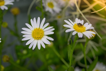 Fototapeta na wymiar Little white daisy flower with green bokeh
