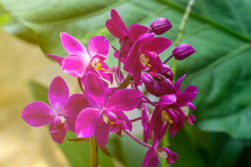 small purple orchid flowers in garden