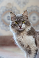Naklejka na ściany i meble Cats in Morocco